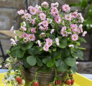 Zemene 'Gasana'  (pieejams no jūnija)